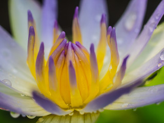 closeup of a flower lotus