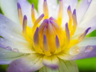 close up of a lotus