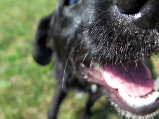 Clsoe-up of a dog's whiskers with blurry head
