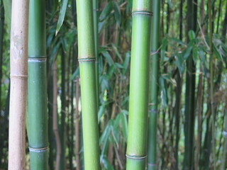 Green bamboo forest  close-up