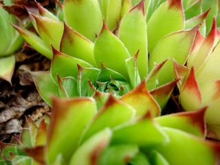 Macro shot of houseleeks aka sempervivum