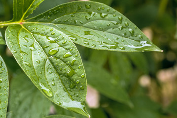 Green leaves covered in raindrops on a rainy spring day. Selective focus