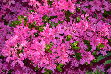 Azalee Bl&uuml;ten Busch rosa Garten Bl&uuml;tenpracht zauberhaft