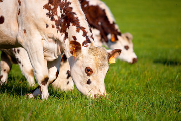 Vache broutant dans les champs