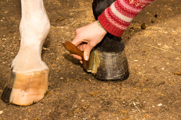 Groomer rubs ointment black front hoof horse legs