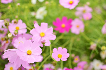 Fototapeta premium cosmos flowers blooming in garden