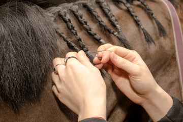 Horse mane braided in pigtails © Alexey Wraith