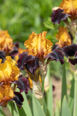 Iris barbata media Orageux