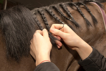Human Hand braided pigtails of the horse's mane