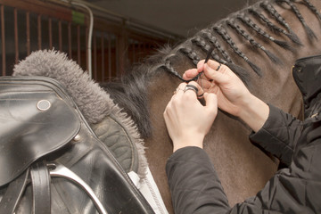 Saddled horse braid before competition © Alexey Wraith