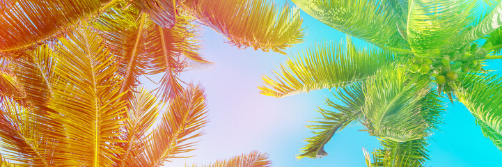 Fototapeta na wymiar Colorful sky and palm trees view from below, panoramic vintage summer background