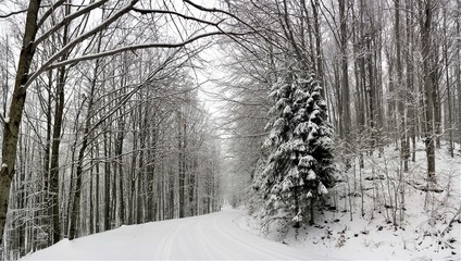 a road in a deciduous forest in winter
