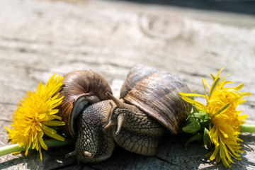 Helix pomatia appointment against the background of dandelions