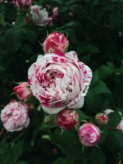 Bicolor garden rose in full bloom, green leaves background. Beautiful blooming white roses with purple tips. Spring flowering plant