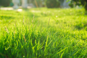 Fototapeta premium Green flora grass close up sun light with dew water drop