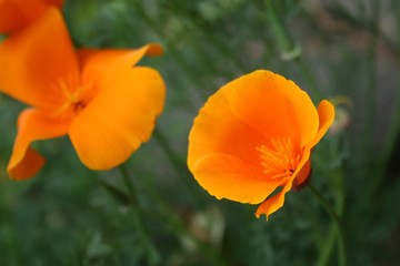 Fototapeta premium Netherlands - Close up of two orange poppies