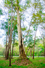 Fototapeta premium Big tree in the garden.