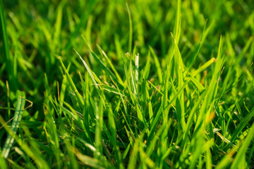 Green flora grass close up sun light with dew water drop