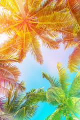 Colorful sky and palm trees view from below, vintage summer background