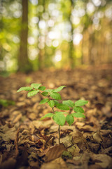 Junge Buche wächst im Wald