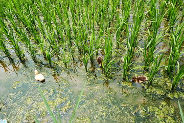 Sapa, Vietnam.- 22. Mai. 2019. Ducks in ricefield in lao chai sapa valey in Vietnam.
