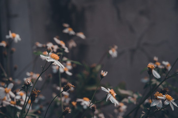 Flowers in the garde..