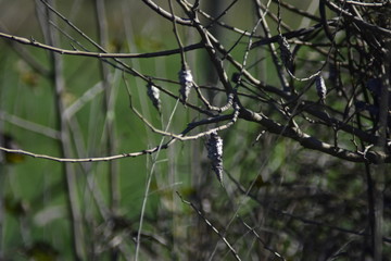 basket insect