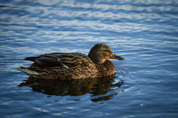 Mallard