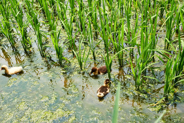 Sapa, Vietnam.- 22. Mai. 2019. Ducks in ricefield in lao chai sapa valey in Vietnam.
