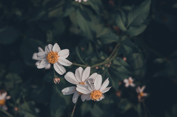 Flowers in the garde..