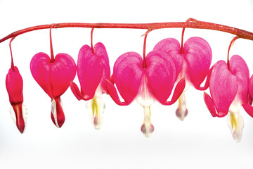 Bleeding heart flowers close up isolated on white background (Lamprocapnos spectabilis)