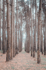 Many trees in the garden.Do not focus on objects.