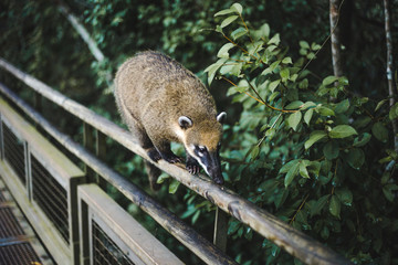 Furry coati, a member of the raccoon family, known for being a nuisance at tourist attractions in South America such as Iguazu Falls