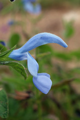 Gentian sage flower