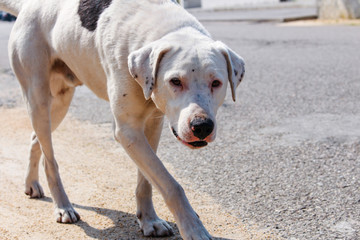 Sad and scared white mutt with injured nose and gentle eyes looking at camera. Photo of stray dog with copy space.