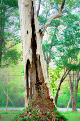 Big tree in the garden.Do not focus on objects.