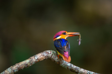 Black-backed Kingfisher, Oriental Dwarf Kingfisher