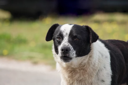 Black and cheap white mutt