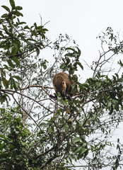 Furry coati sitting in a tree, a member of the raccoon family, known for being a nuisance at tourist attractions in South America such as Iguazu Falls