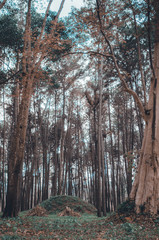 Fototapeta premium Many trees in the garden.Do not focus on objects.
