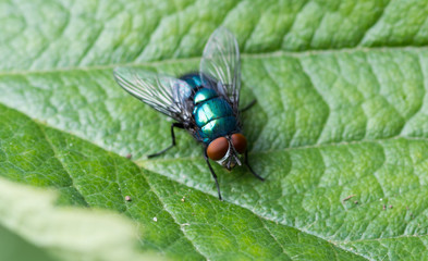 Green fly with brown eyes on a green background