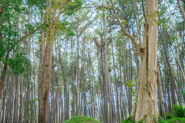 Obraz premium Many trees in the garden.Do not focus on objects.