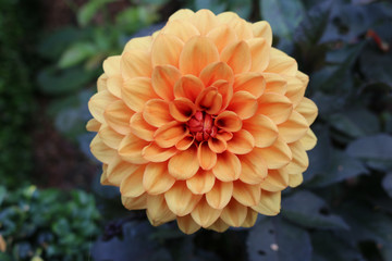 Orange Dahlia flower