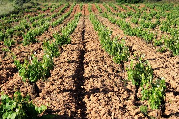 Plowed field, vineyard landscape in Greece.