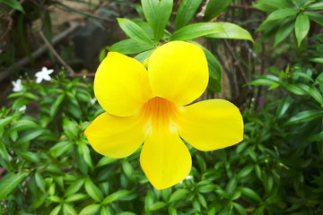 tecoma stans floewr (yellow bell, yellow elder, trumpetbush, trumpetflower)