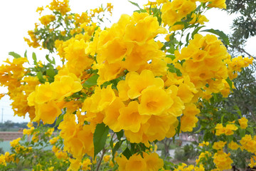 tecoma stans floewr (yellow bell, yellow elder, trumpetbush, trumpetflower)