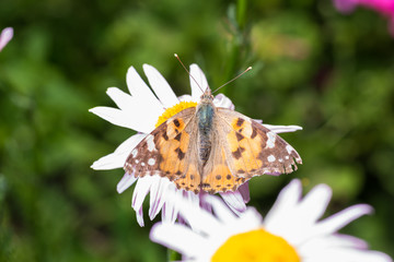 A beautiful orange brown butterfly sits on a flower with a yellow middle.