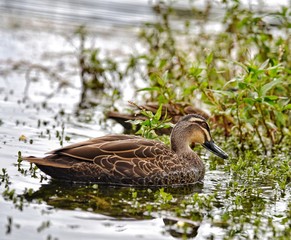 Duck