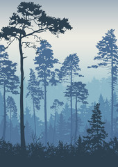 Forest landscape background. Trees pines at dawn. Nature.  Tourism and travelling. Coniferous forest, vector silhouette