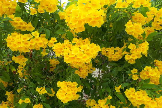 tecoma stans floewr (yellow bell, yellow elder, trumpetbush, trumpetflower)